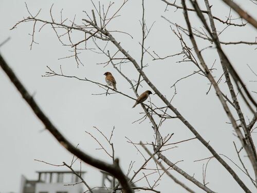 Birds Perched on Bare Tree Branches in Winter