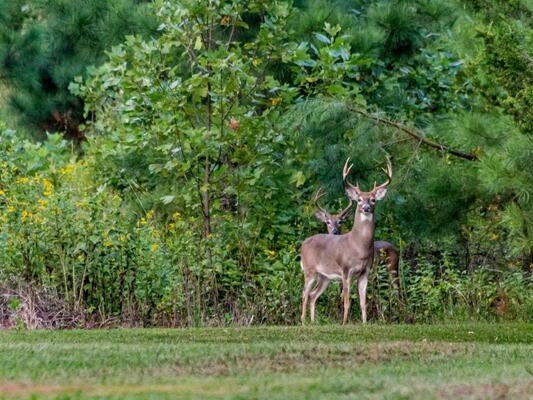 Deer-Proofing Your Landscape: A Comprehensive Guide