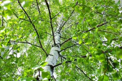 Majestic Birch Tree in Spring