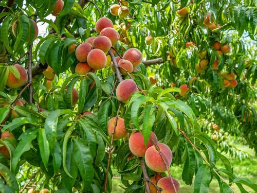 Abundant Peach Tree in Full Bloom
