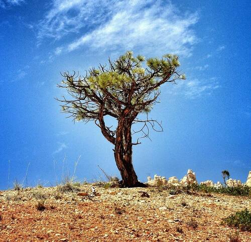 desert tree