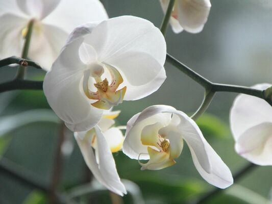 How to Care for Your Orchid During the Winter