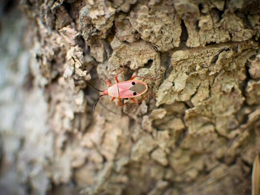 These 5 Pests Will Damage Your Trees
