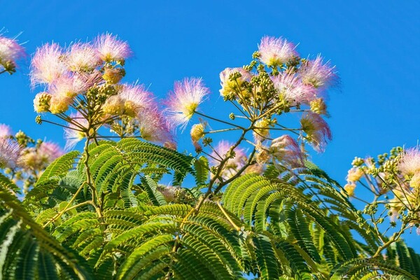 Invasive Trees to Avoid on Your Property