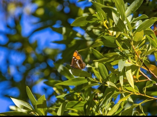 The 10 Best Trees for Urban Wildlife Gardens in 2024