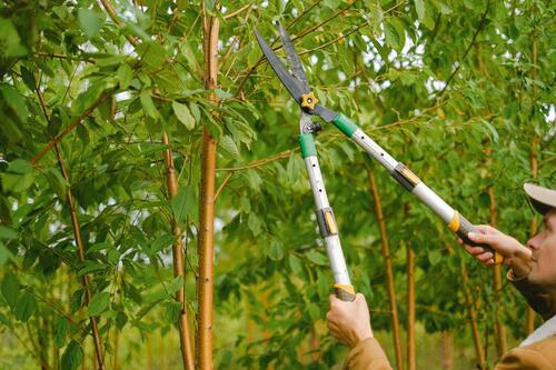 tree pruning