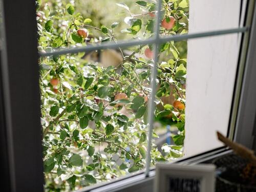 Apple Tree View from Kitchen Window