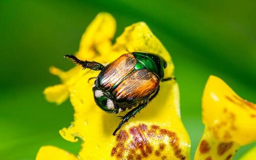 japanese beetle
