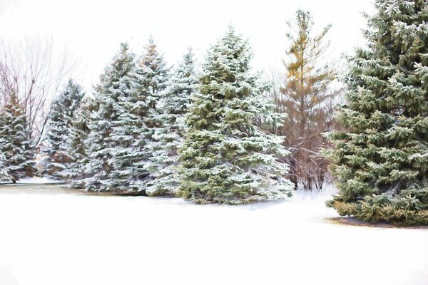 Deciding on the Ideal Christmas Tree