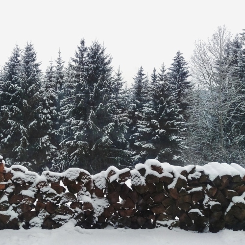 Pine Trees 849412 (1)