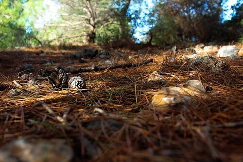 pine straw