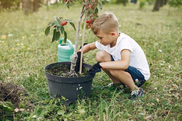 3 Things to Consider Before Planting a Tree