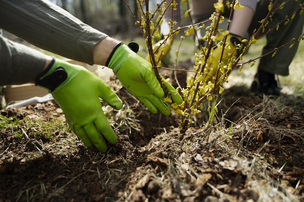 Winter Tree Planting In The Bay Area