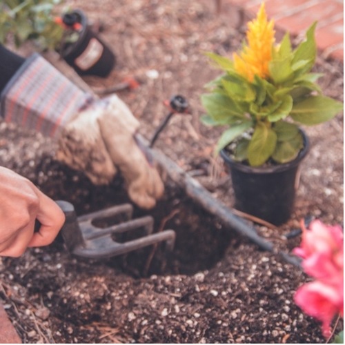  Planting Young Plants in Soil