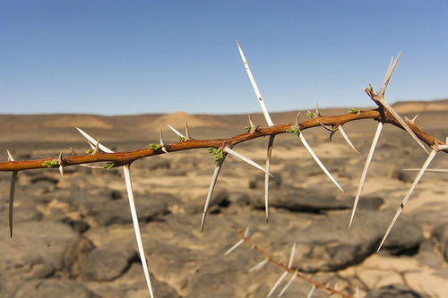 large thorns