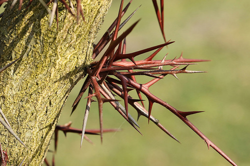prickly thorns