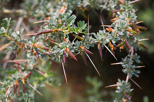 prickly thorns with leaves