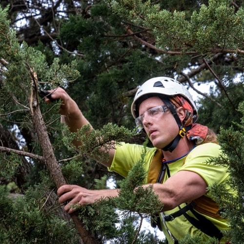 Arborist Pruning Tall Pine Tree