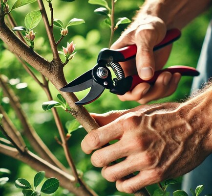 Pruning vs. Shearing: What’s Best for Your Landscape?