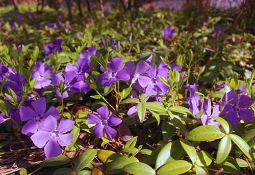 purple flowers