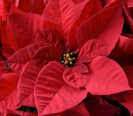 Caring for Poinsettias after the Holidays