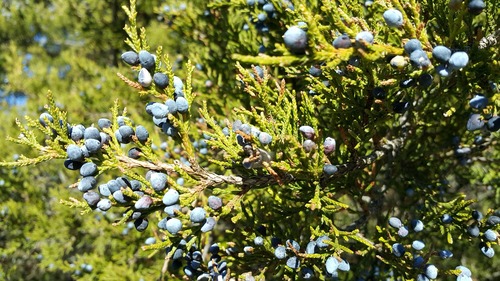 Sunlit Juniper Berries