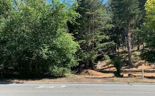 roadside trees
