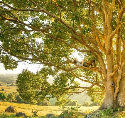 The Fastest-Growing Shade Trees