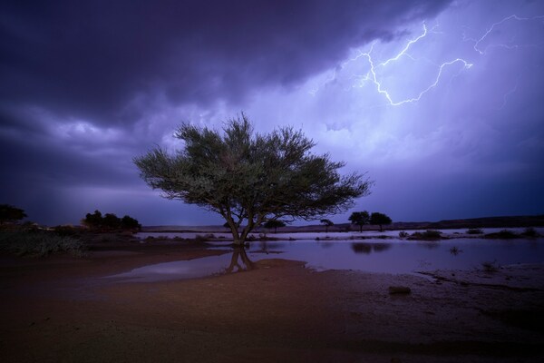 What To Do If Your Tree Gets Struck By Lightning