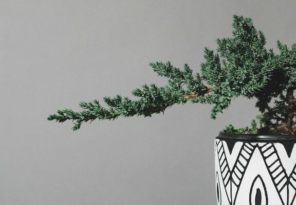 Juniper Bonsai Trees