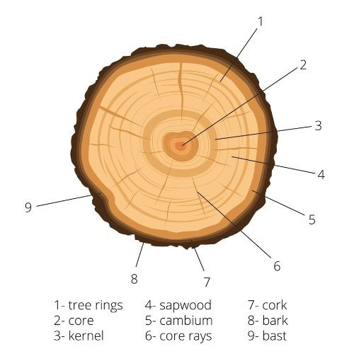 Tree Cross-Section Tree Cross-Section