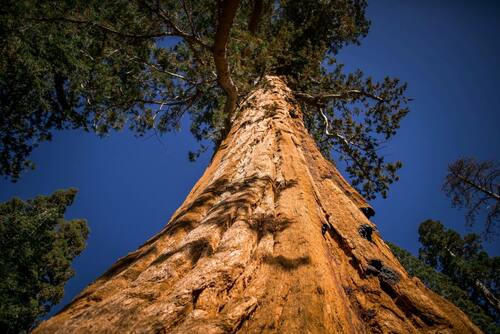 giant redwood