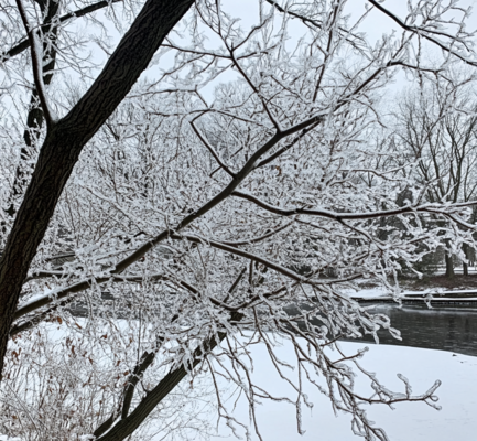 Top Tips for Dealing with Snow and Ice on Your Trees