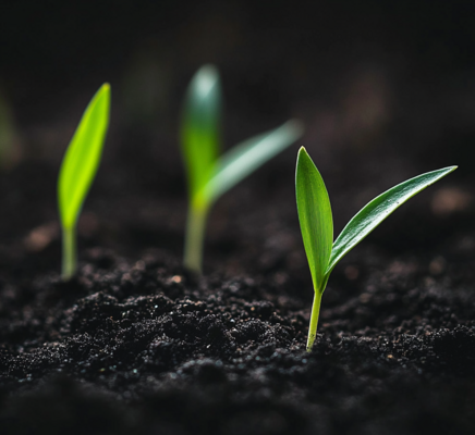 Soil Quality and Garden Success