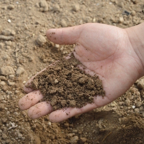 Quality Soil for Healthy Trees in San Francisco
