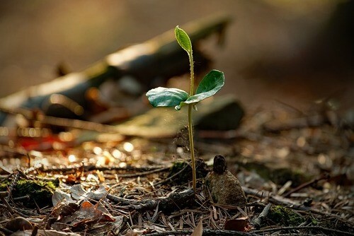 plant sprout