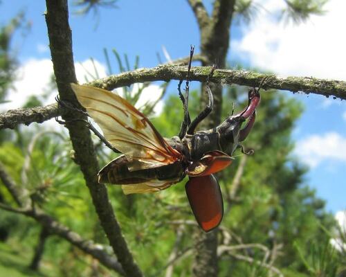Pest of the Month: Beetles