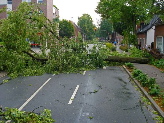 Efficient Emergency Tree Services