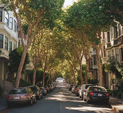 Tree-Lined Residential Street in San Francisco