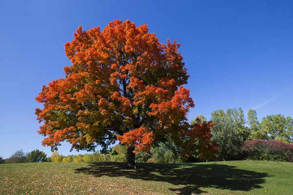 Tree Shapes: Pyramids, Lollipops, and Vases