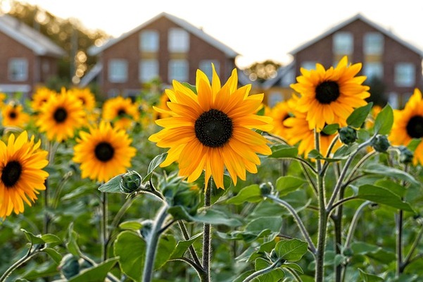 The Complete Guide to Sunflowers in Your Landscaping: Brighten Up Your Outdoor Space