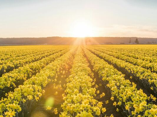 Dazzled by Daffodils: A Comprehensive Guide to Growing and Caring for Daffodils