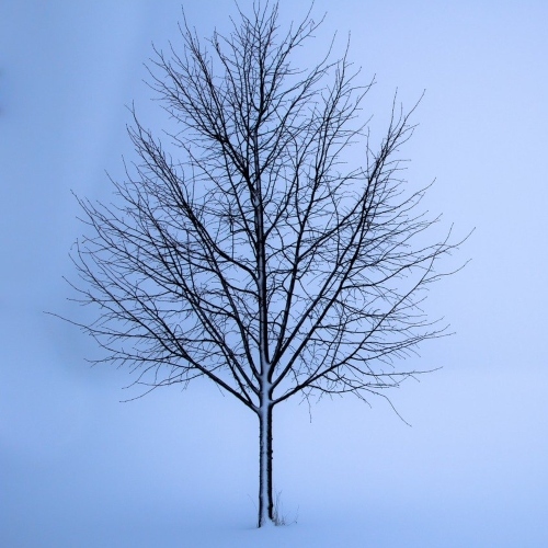 Winter Tree Silhouette