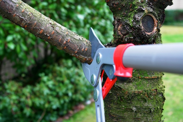 Pruning Tools and Equipment Every Arborist Should Own