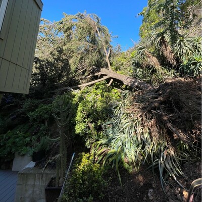 Tree Health and Safety: The Crucial Role of Certified Arborists and Preventative Tree Pruning