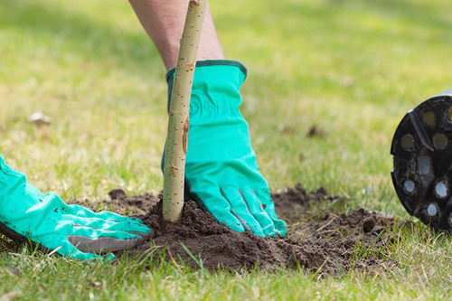 Planting Trees in San Francisco