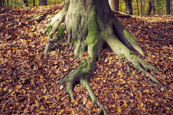 Surface Roots: Unsightly and Unsafe!