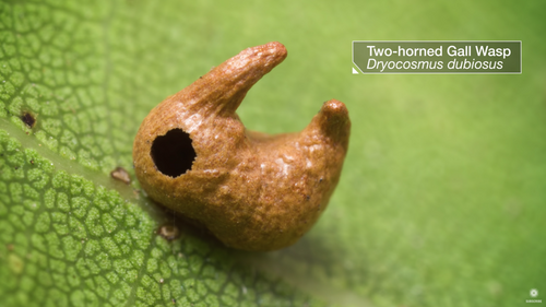Two-horned Gall Wasp, Dryocosmus dubiosus