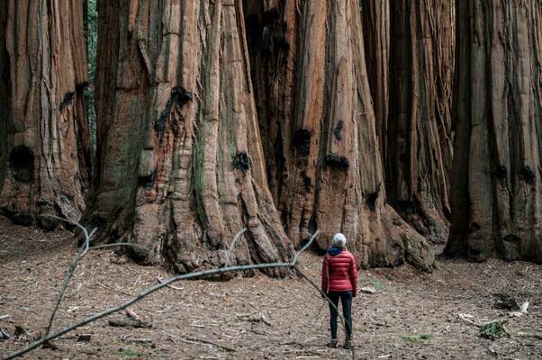 Top 10 Most Amazing Trees in the World: Ancient Giants and Natural Wonders