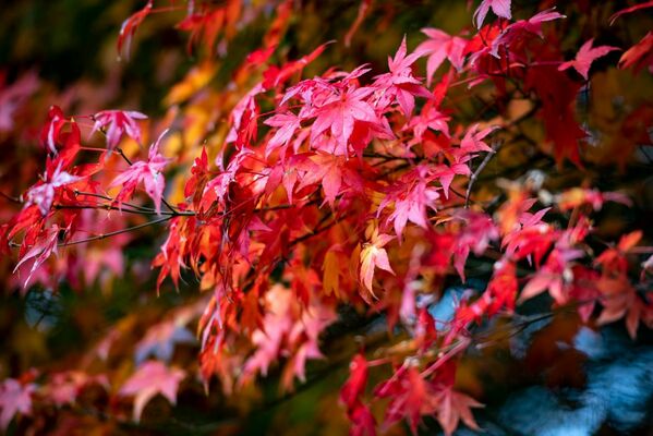 Understanding Verticillium Wilt Disease in Japanese Maple Trees